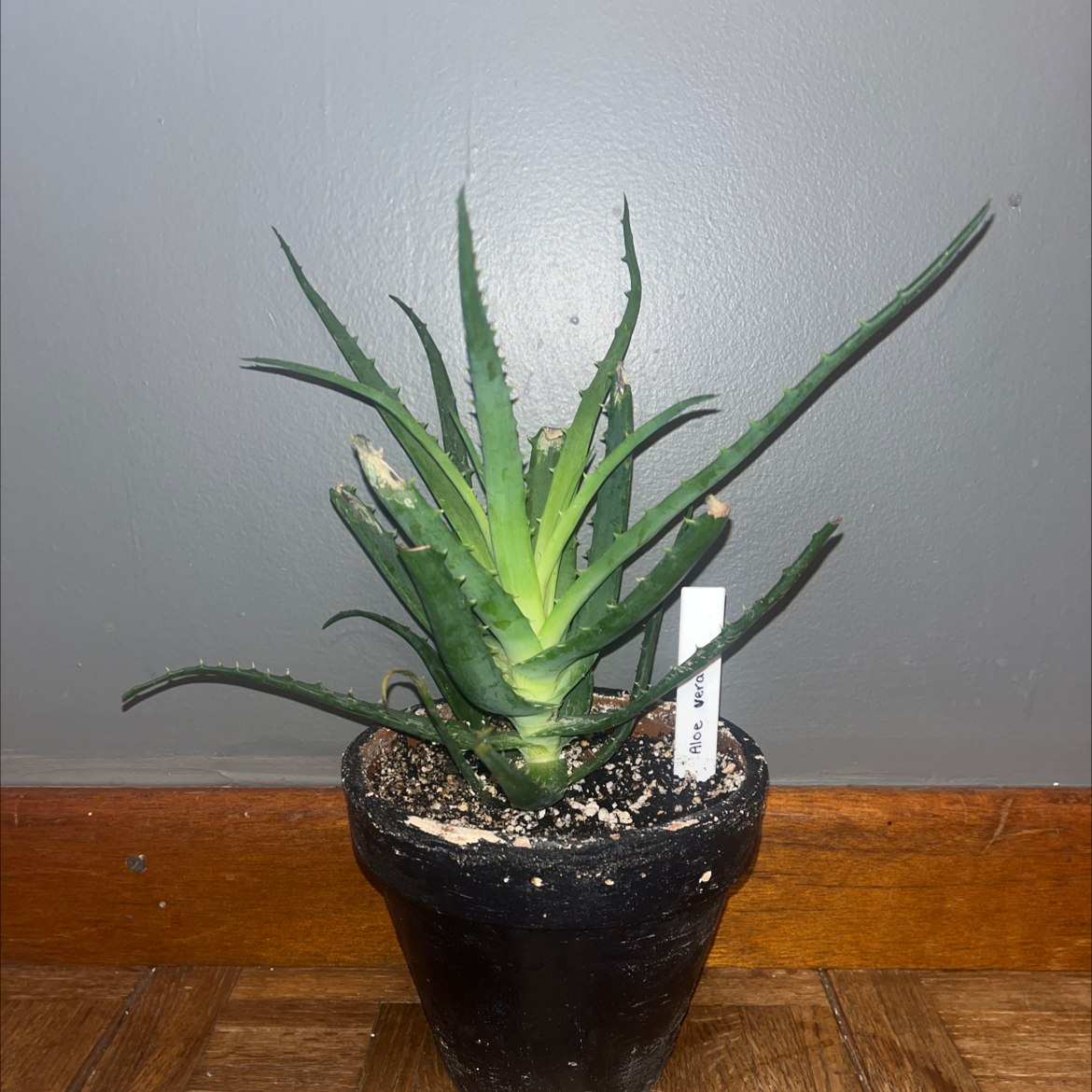 Potted Hedgehog Aloe plant with some browning leaf tips against a plain background.