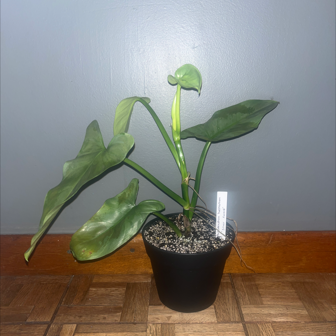 Potted Silver Sword Philodendron with broad green leaves against a plain background.