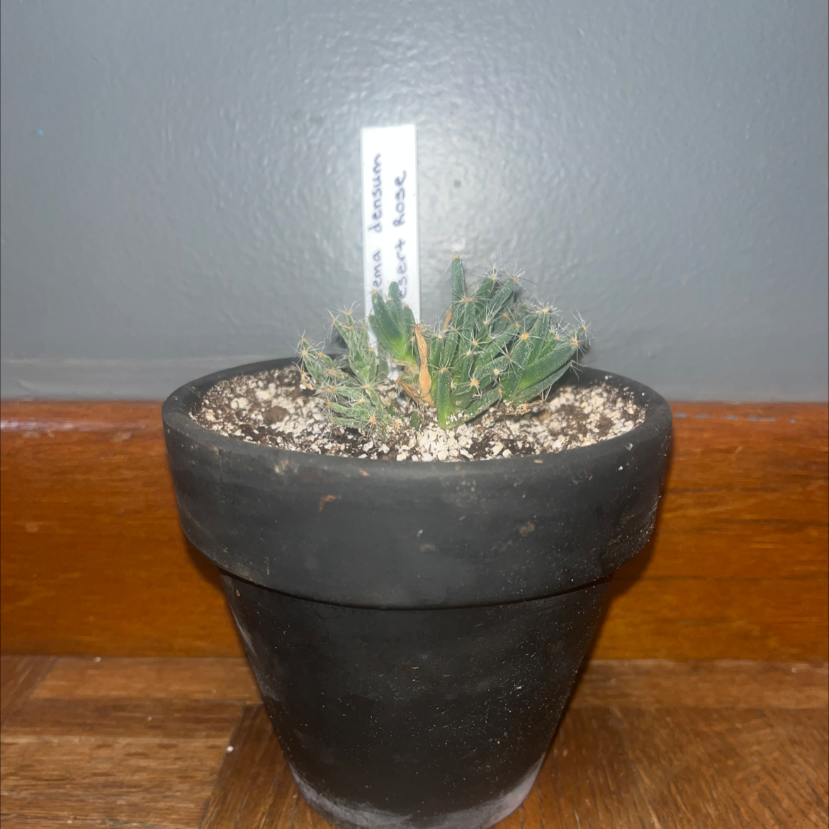 Potted Miniature Desert Rose plant with visible soil and green leaves.