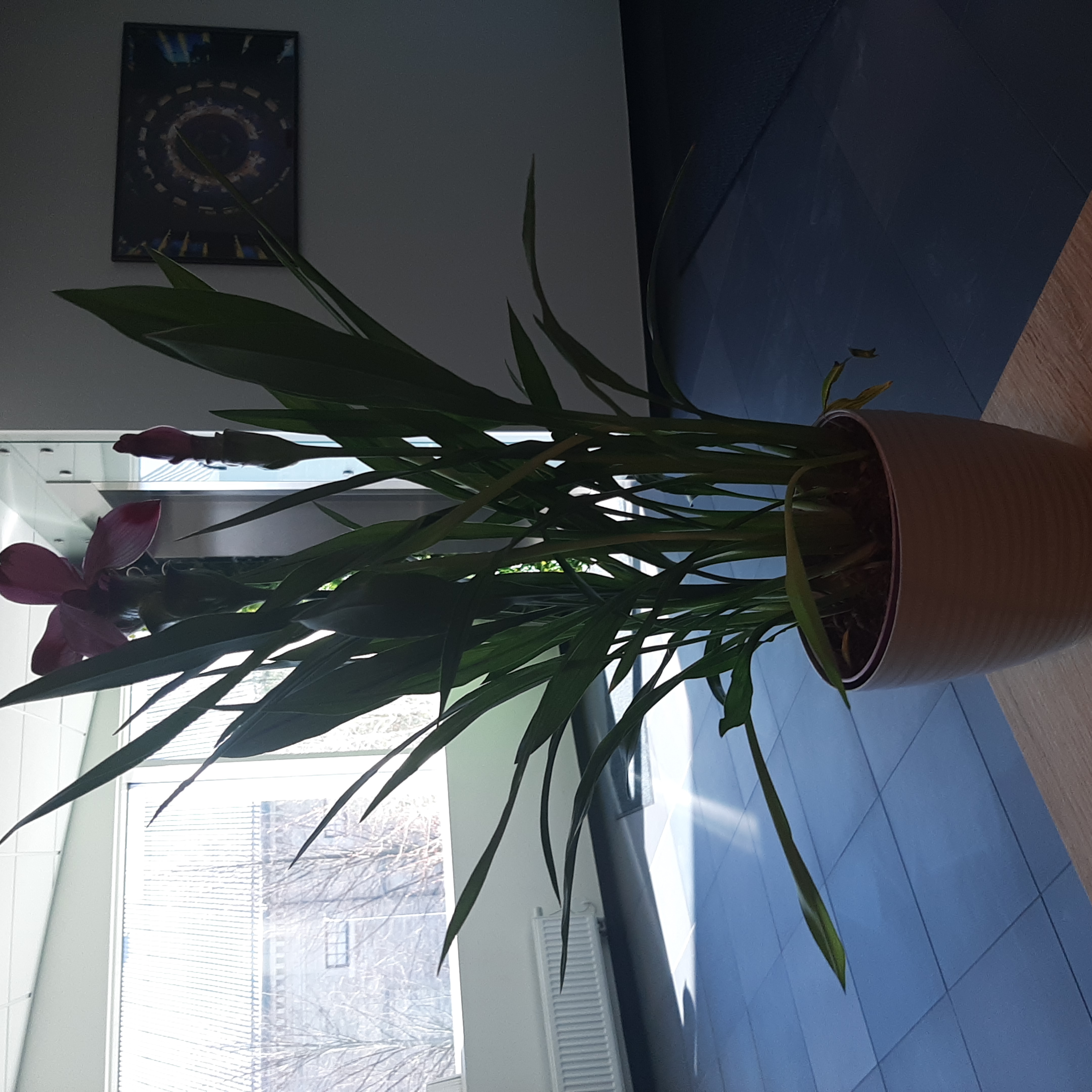 Potted Siam tulip with long green leaves and pink flowers indoors.