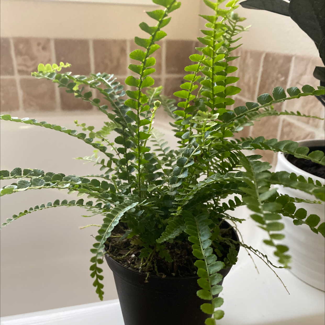 Thriving Erect Sword Fern with dense, lush, green fronds growing upright from the center of the pot against a brick background.