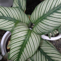 Pinstripe Plant plant