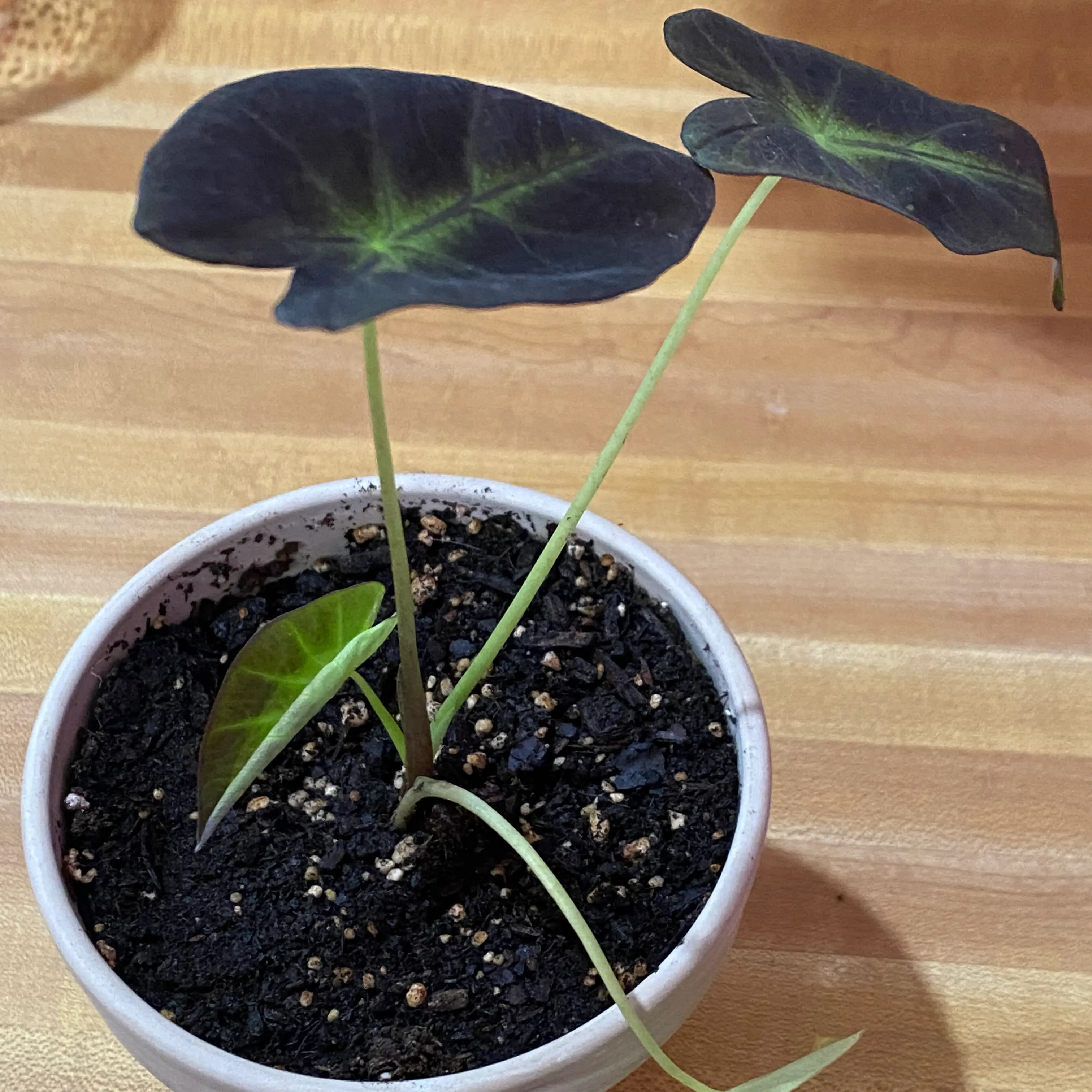 Colocasia 'Black Beauty' plant in a pot with dark leaves and visible soil.