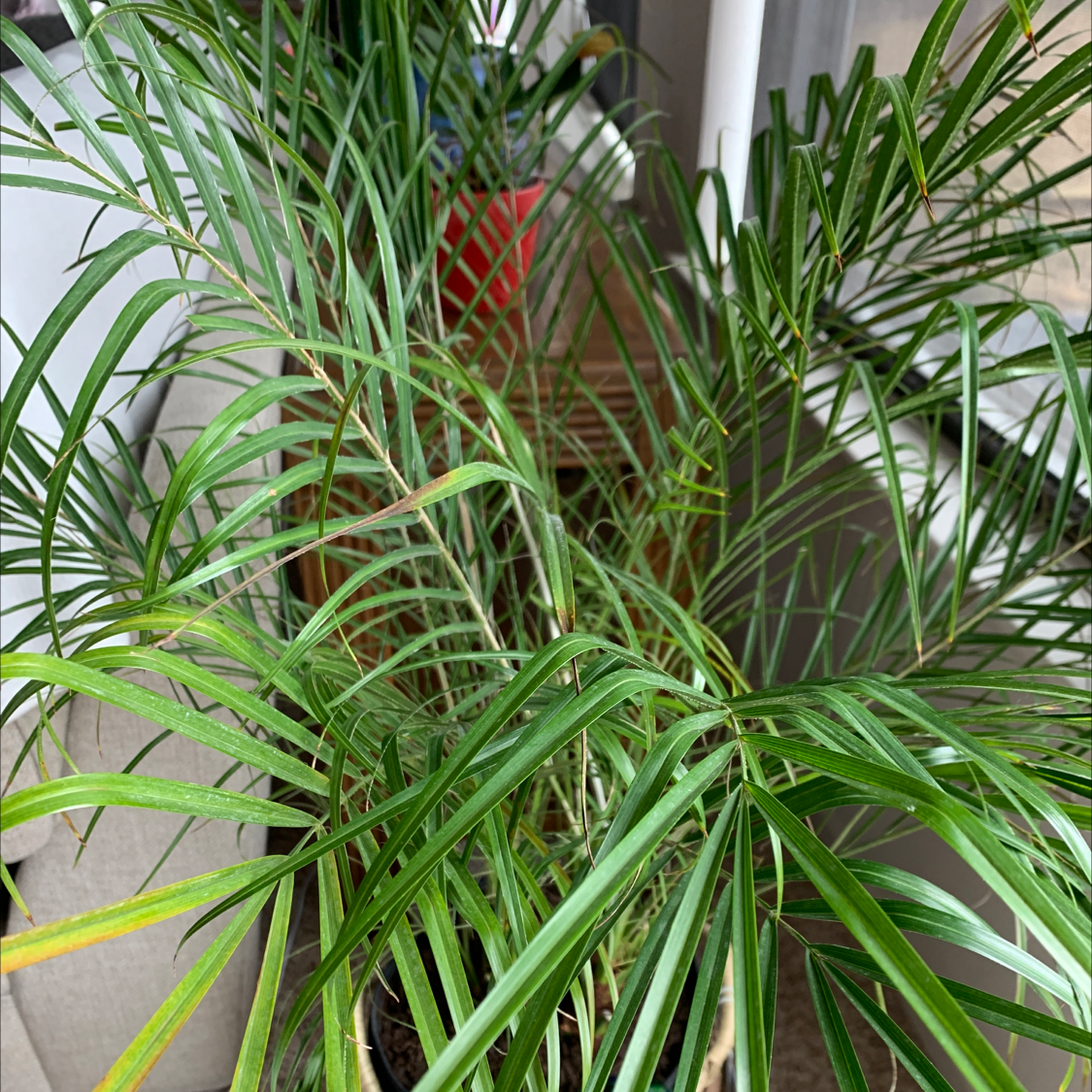 Healthy pygmy date palm with lush green arching fronds, growing indoors.