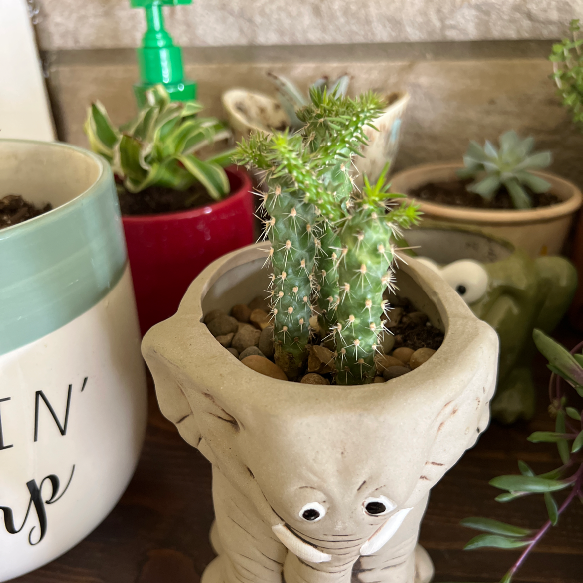 Cane Cholla cactus in an elephant-shaped pot with other potted plants in the background.
