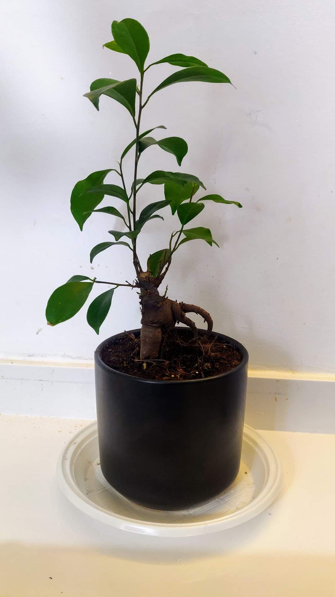Ficus Bonsai plant in a black pot on a white surface, appearing healthy.