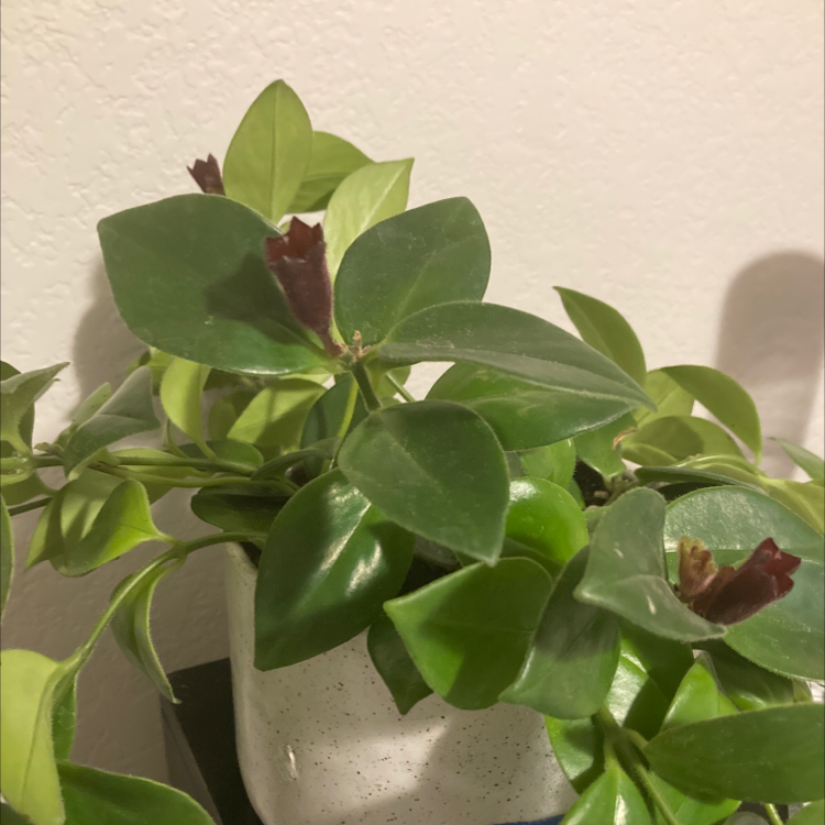 Photo of the plant species Lipstick Plant by @CassadysGarden named Lady on Greg, the plant care app