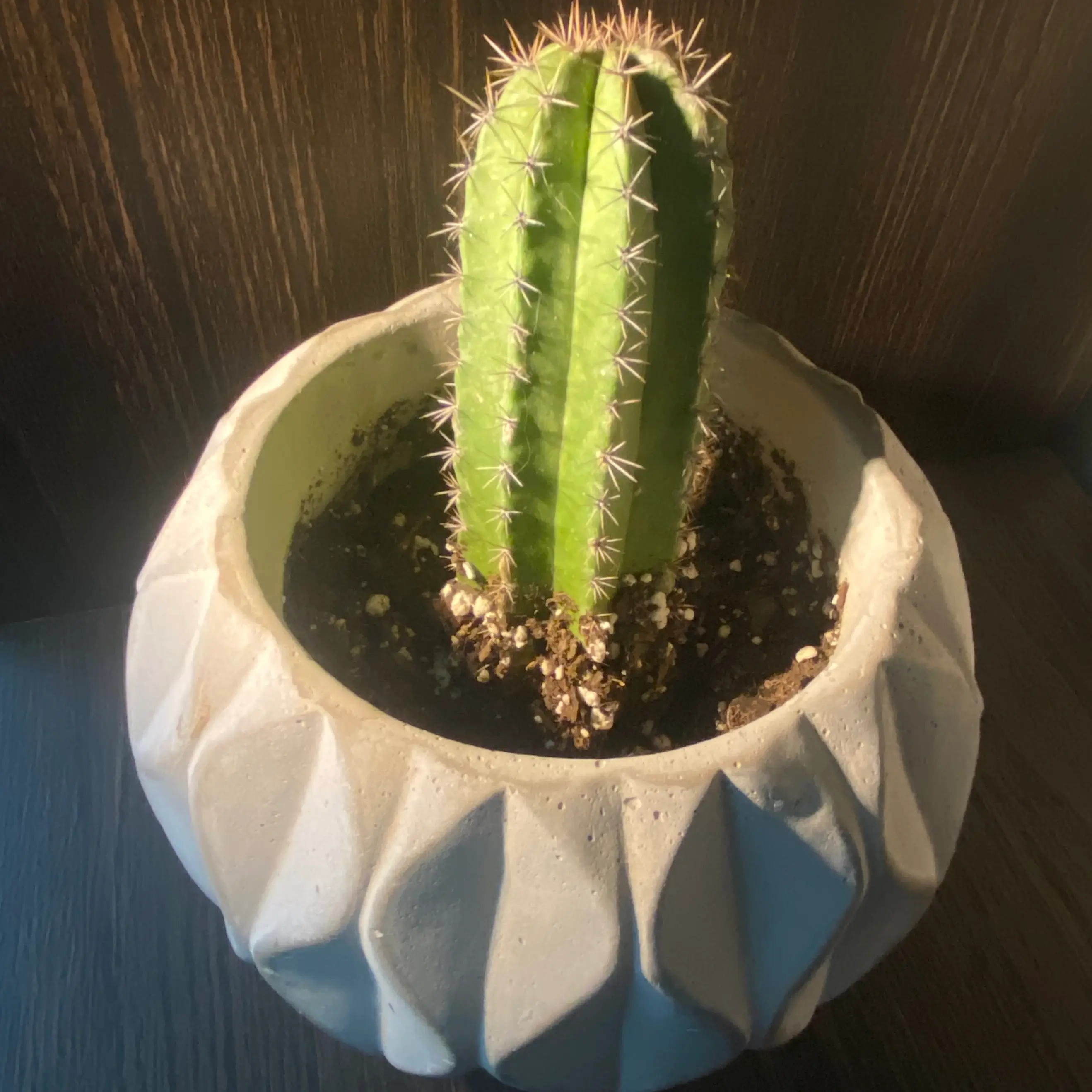 Polaskia chichipe cactus in a decorative pot with visible soil, well-framed and in focus.