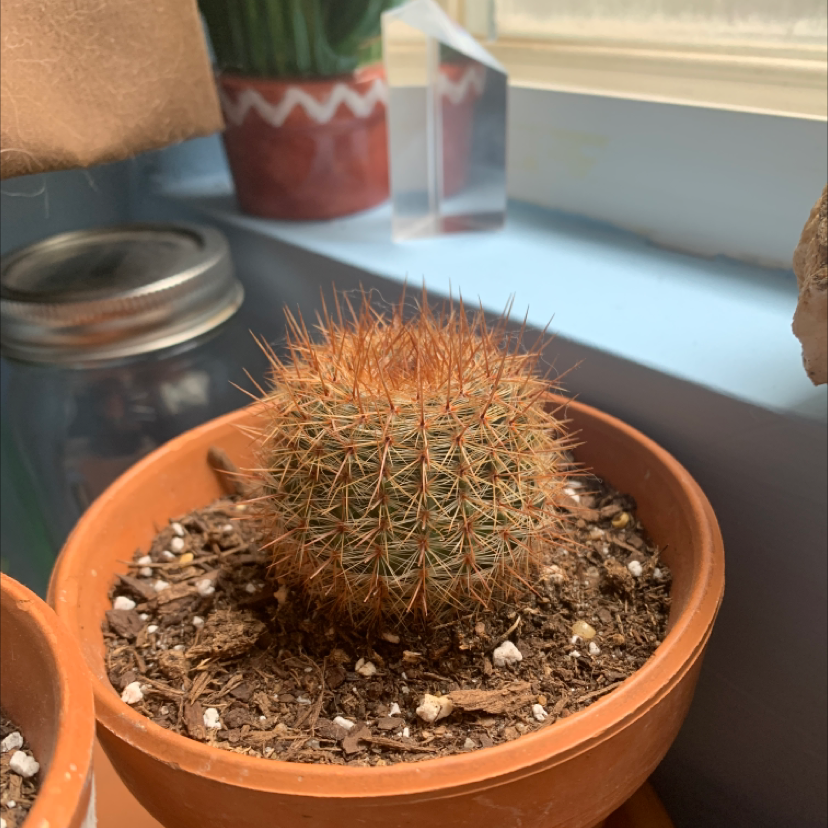 Healthy Simpson's hedgehog cactus in terracotta pot with sharp red spines and gritty soil mix on a windowsill.