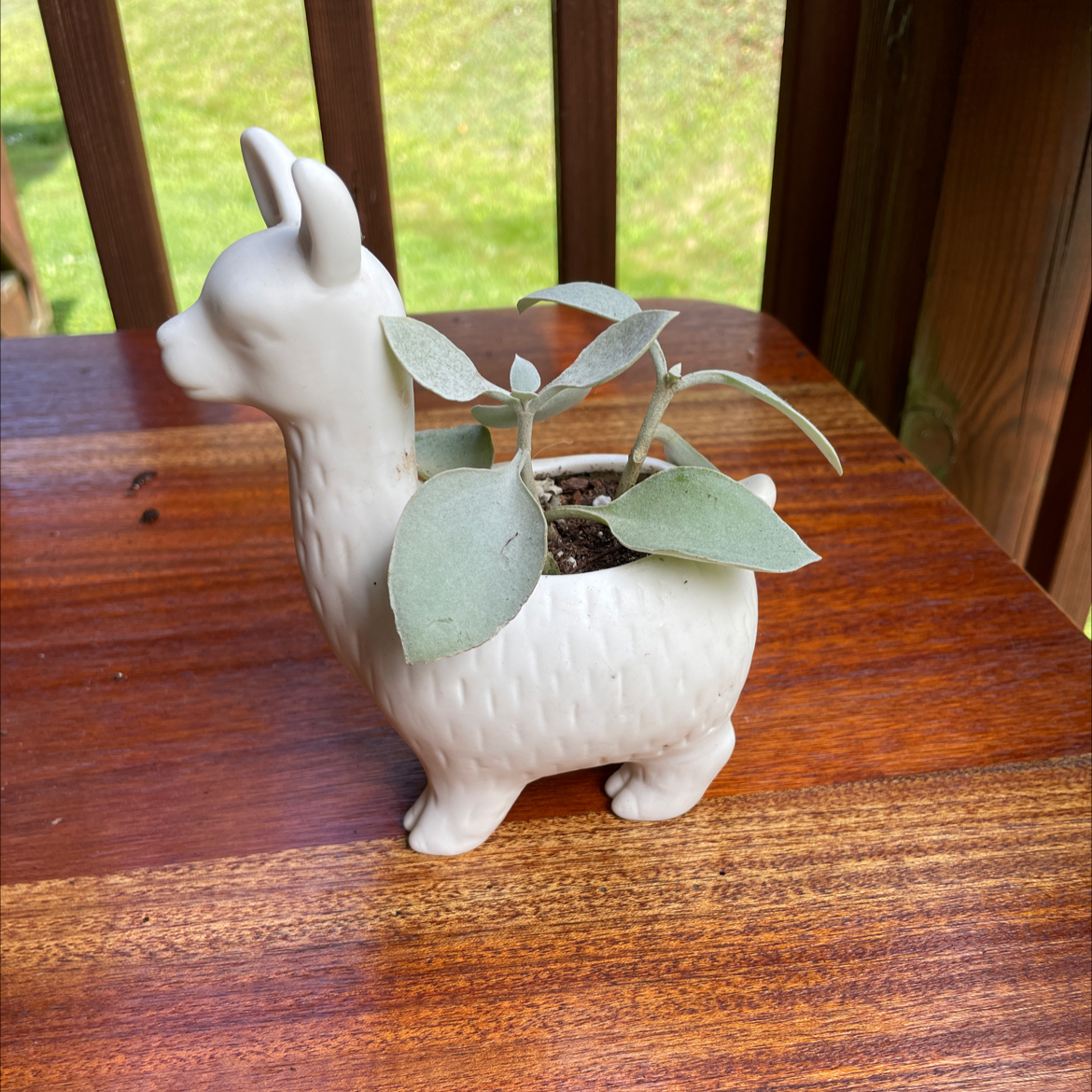 Copper Spoons plant in a decorative llama-shaped pot on a wooden surface.