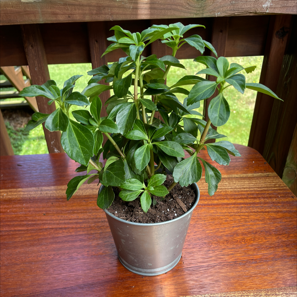 Healthy potted Japanese Spurge plant with glossy green leaves.
