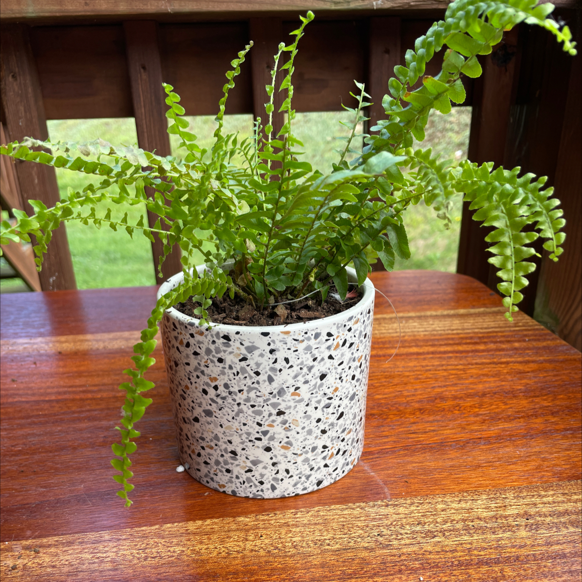 Healthy, lush Erect Sword Fern with upright green fronds growing in a white speckled ceramic pot on a wooden surface indoors.