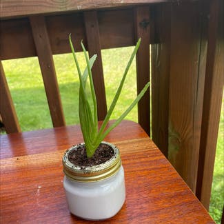 Aloe vera plant in Boone, North Carolina