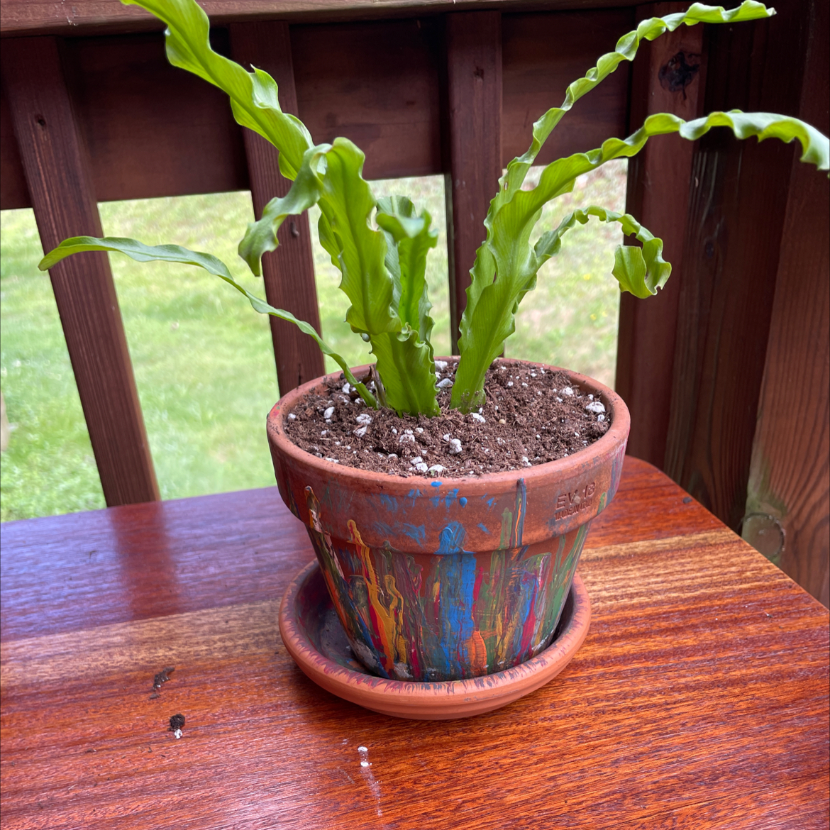 Healthy Bird's Nest Fern with lush green fronds growing in a decorative ceramic pot, well-framed against a blurred wooden background.