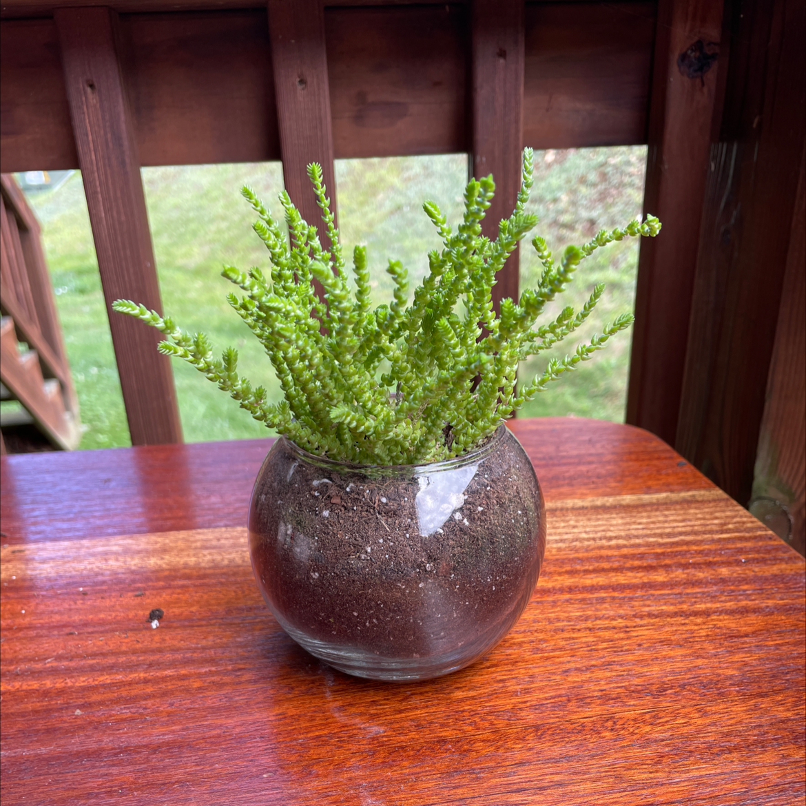 Rattail Crassula plant in a glass container with soil on a wooden surface.