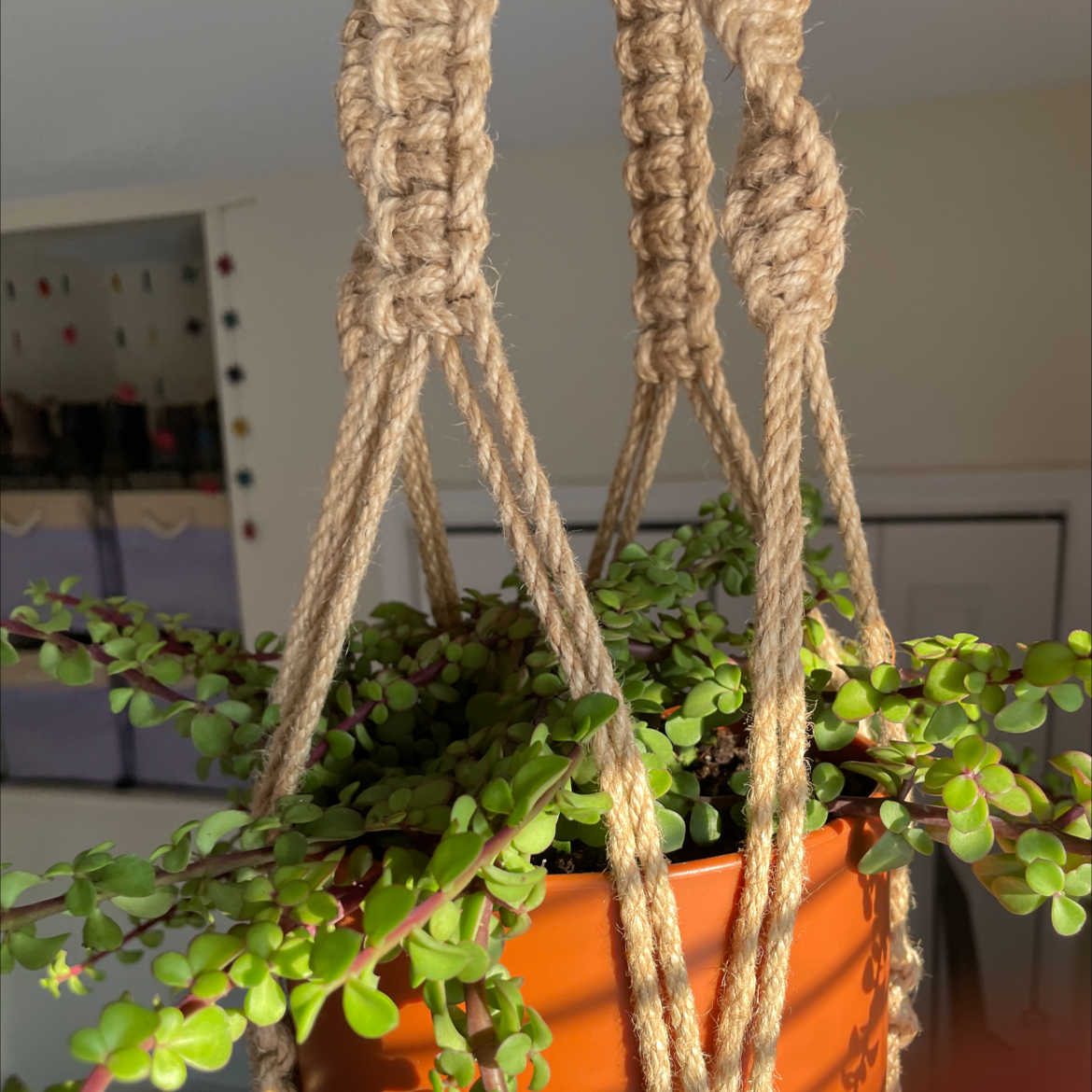 Healthy Elephant Bush (Portulacaria afra) in a hanging pot with vibrant green leaves.