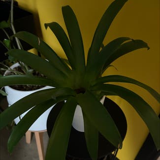 Droophead Tufted Airplant plant in Nea Erithrea, Decentralized Administration of Attica