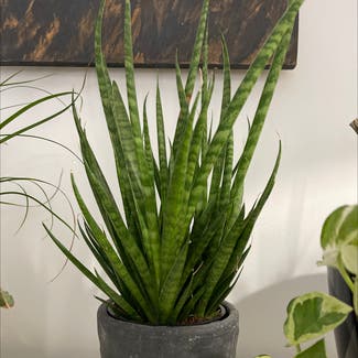 cylindrical snake plant plant in Nea Erithrea, Decentralized Administration of Attica