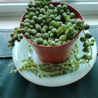 String of Pearls plant in Camp Pendleton North, California