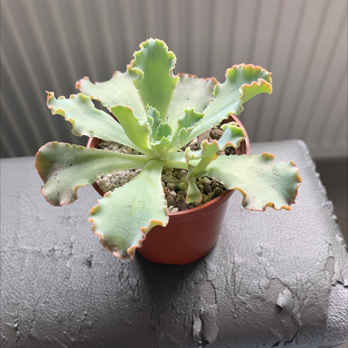 Potted Echeveria 'Neon Breakers' with wavy, frilled leaves in good health.