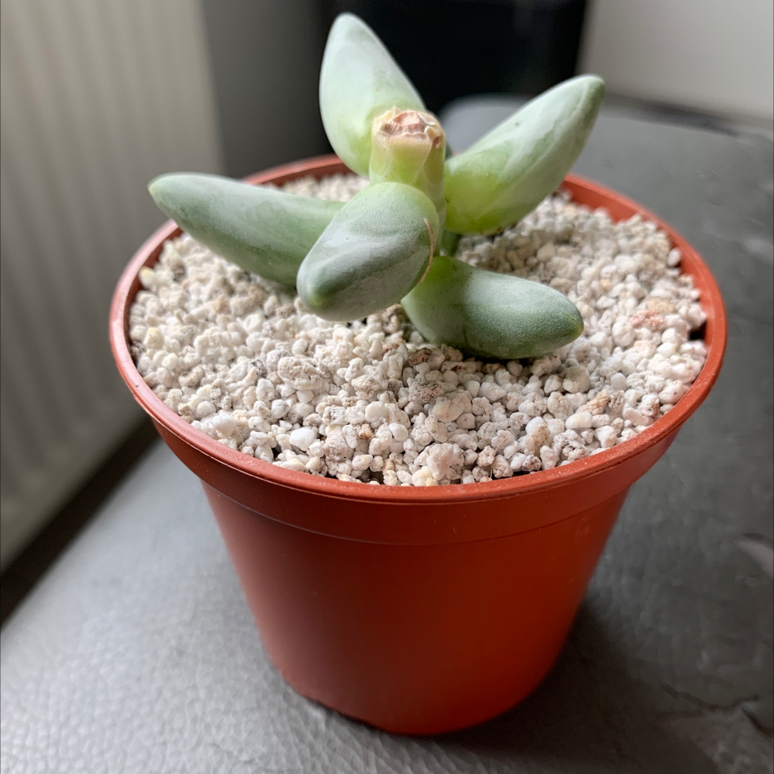 Little Jewel succulent in a red pot with granular soil mix, appears healthy.