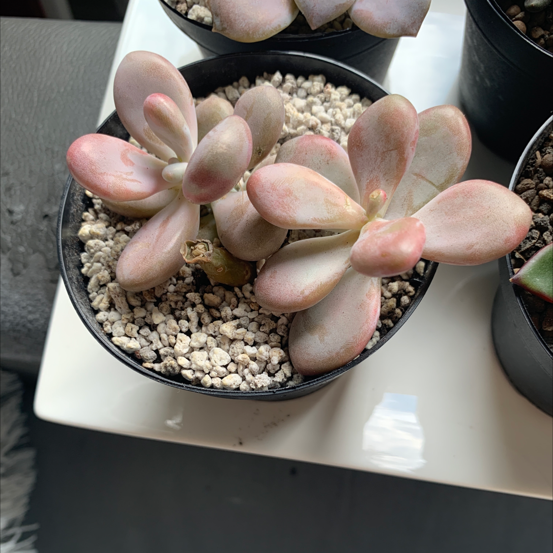 Lavender Pebbles succulent in a small pot with well-draining soil.