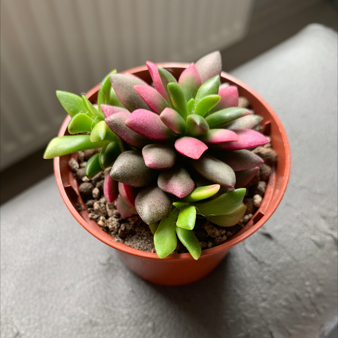 Anacampseros 'Sunrise' succulent in a small pot with vibrant green and pink leaves.