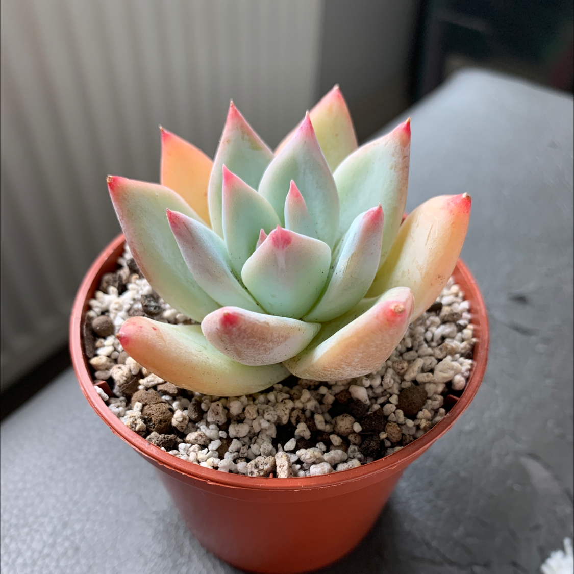 Echeveria colorata succulent in a small pot with visible soil.