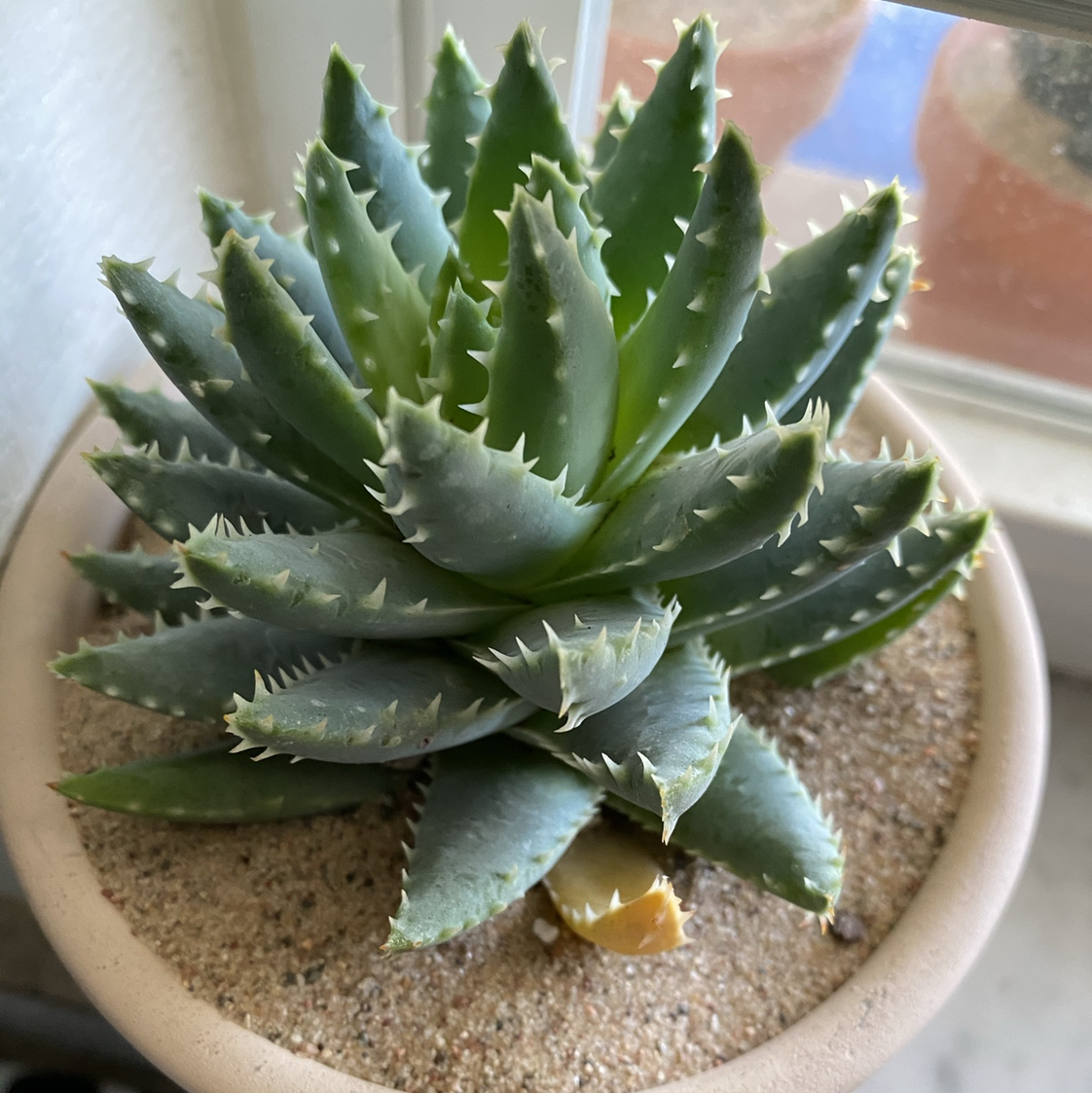 Short-Leaved Aloe plant in a pot with sandy soil, healthy green leaves.
