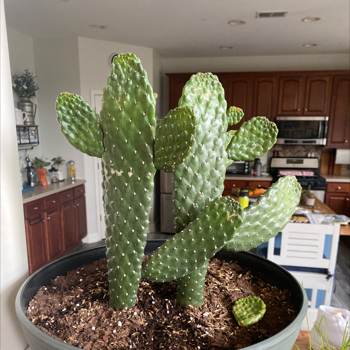 Woolyjoint Prickly Pear cactus in a pot indoors, healthy with visible soil.