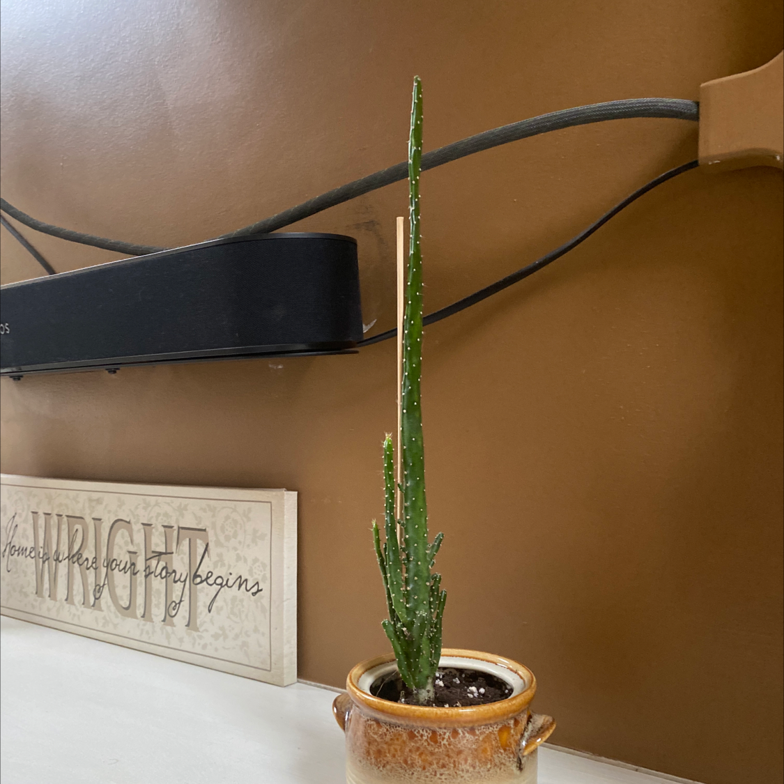 Drooping Prickly Pear plant in a small pot with a decorated wall background.