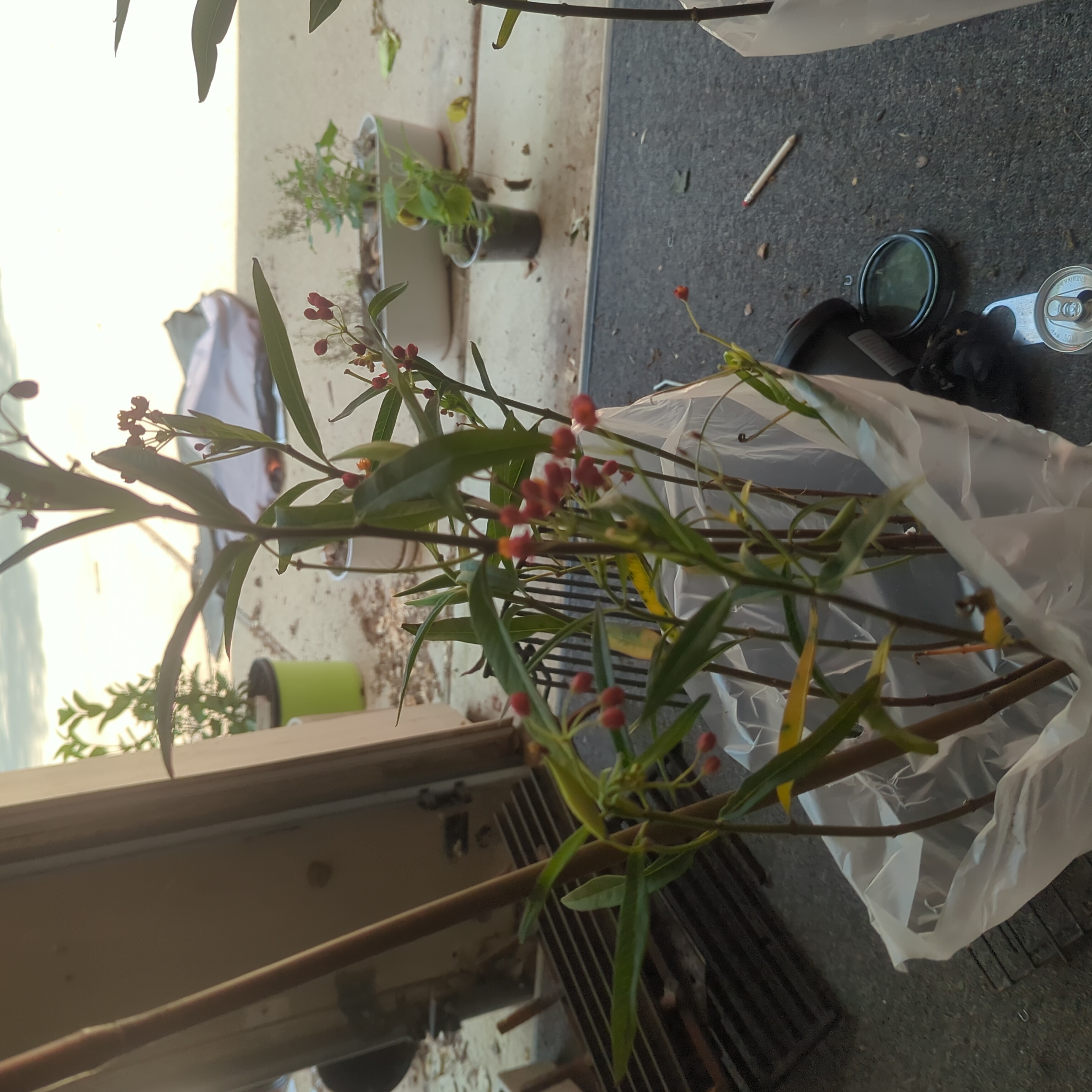 Scarlet Milkweed plant with red flowers and some yellowing leaves in a pot near a window.