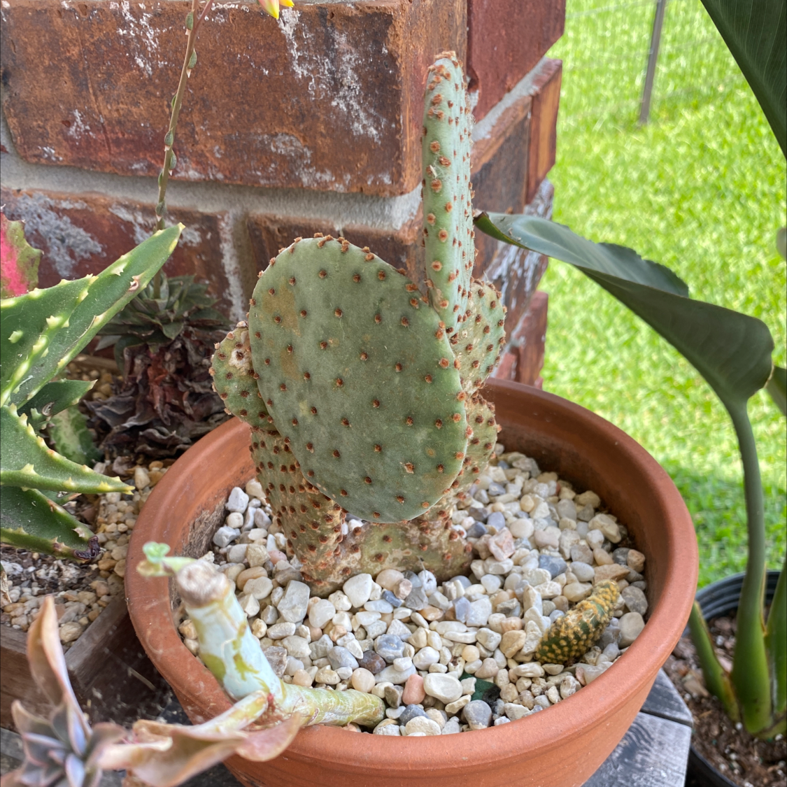 Potted Bakersfield Beavertail Cactus with other plants in the background.