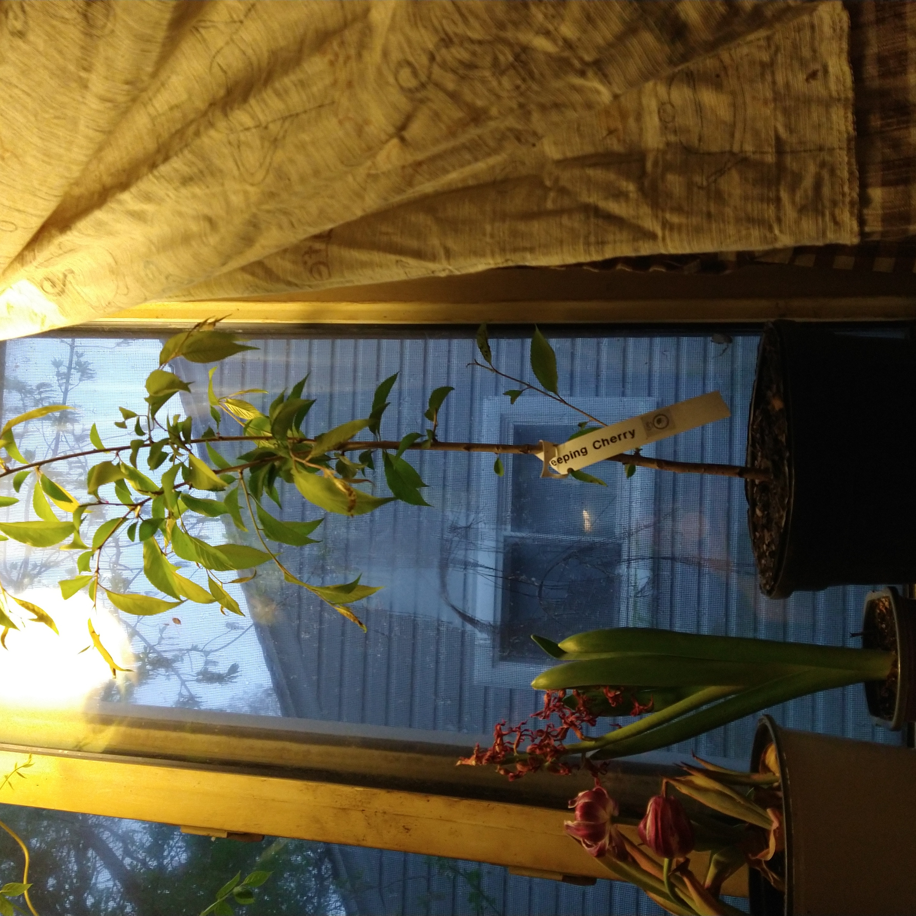 Photo of the plant species Weeping Cherry by @SavvyMahoe named Athena on Greg, the plant care app