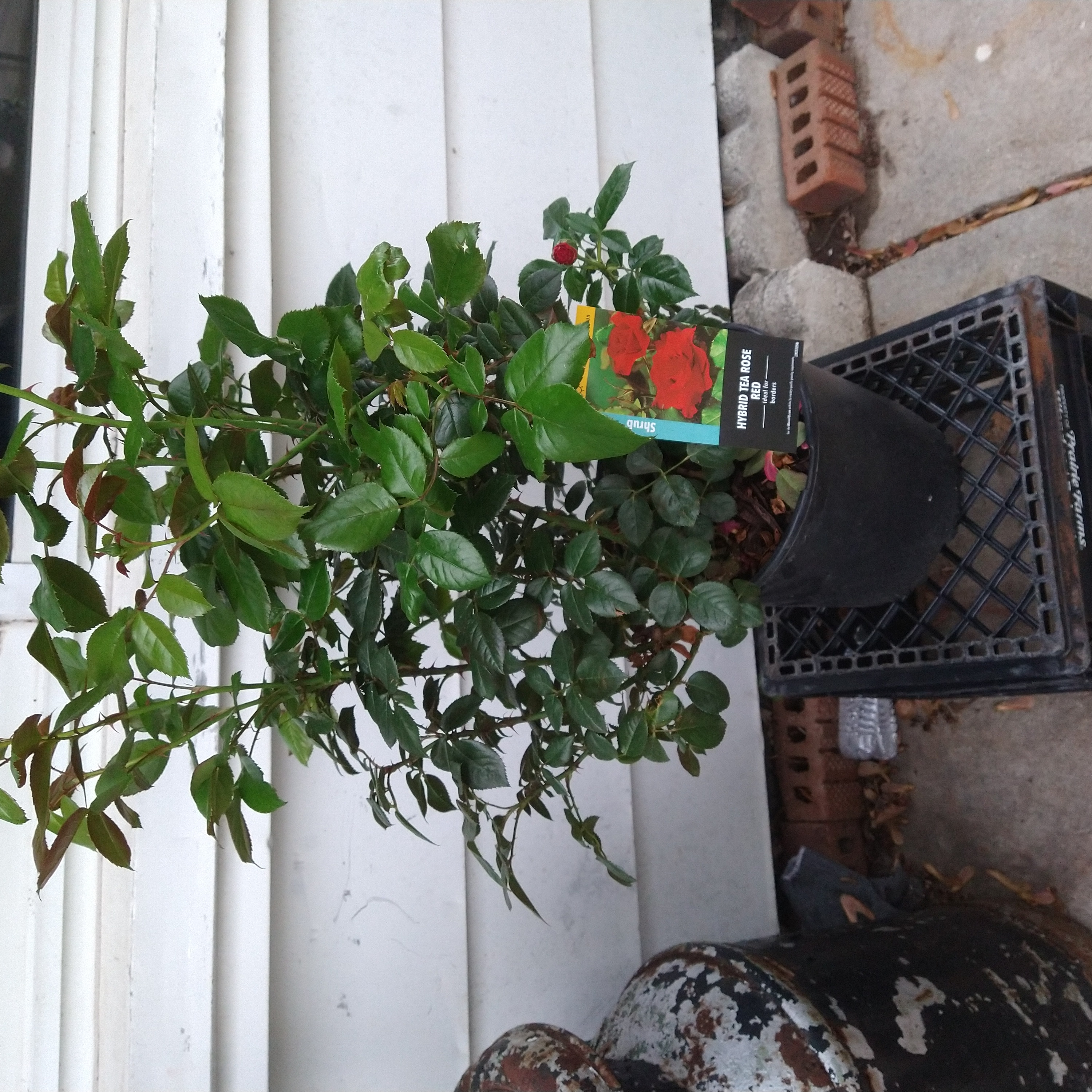 Photo of the plant species Hybrid Tea Rose by @SavvyMahoe named LiloStitch on Greg, the plant care app