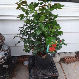 Hybrid Tea Rose plant in Taylor, Michigan