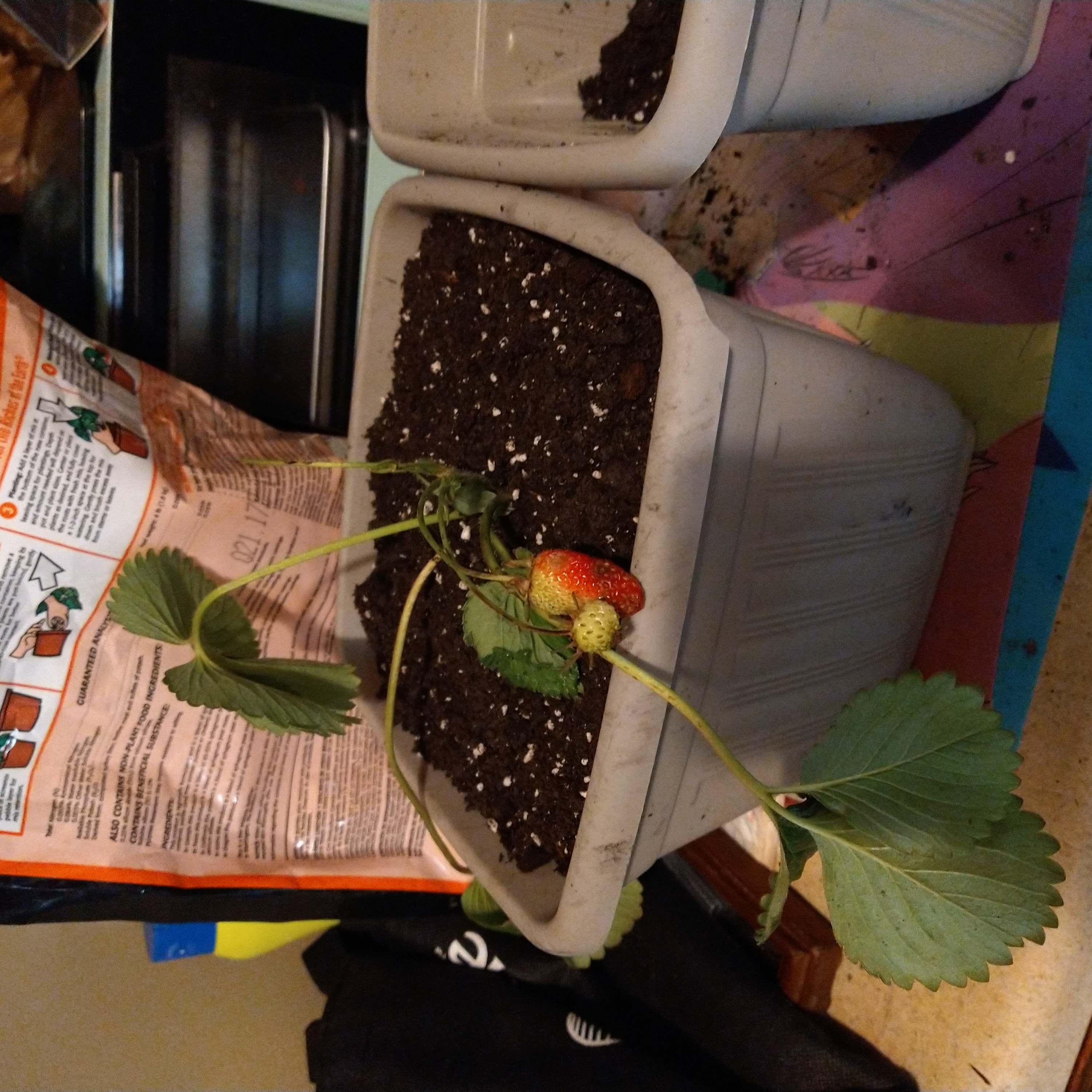 Potted mock strawberry plant with a single red fruit and visible soil.