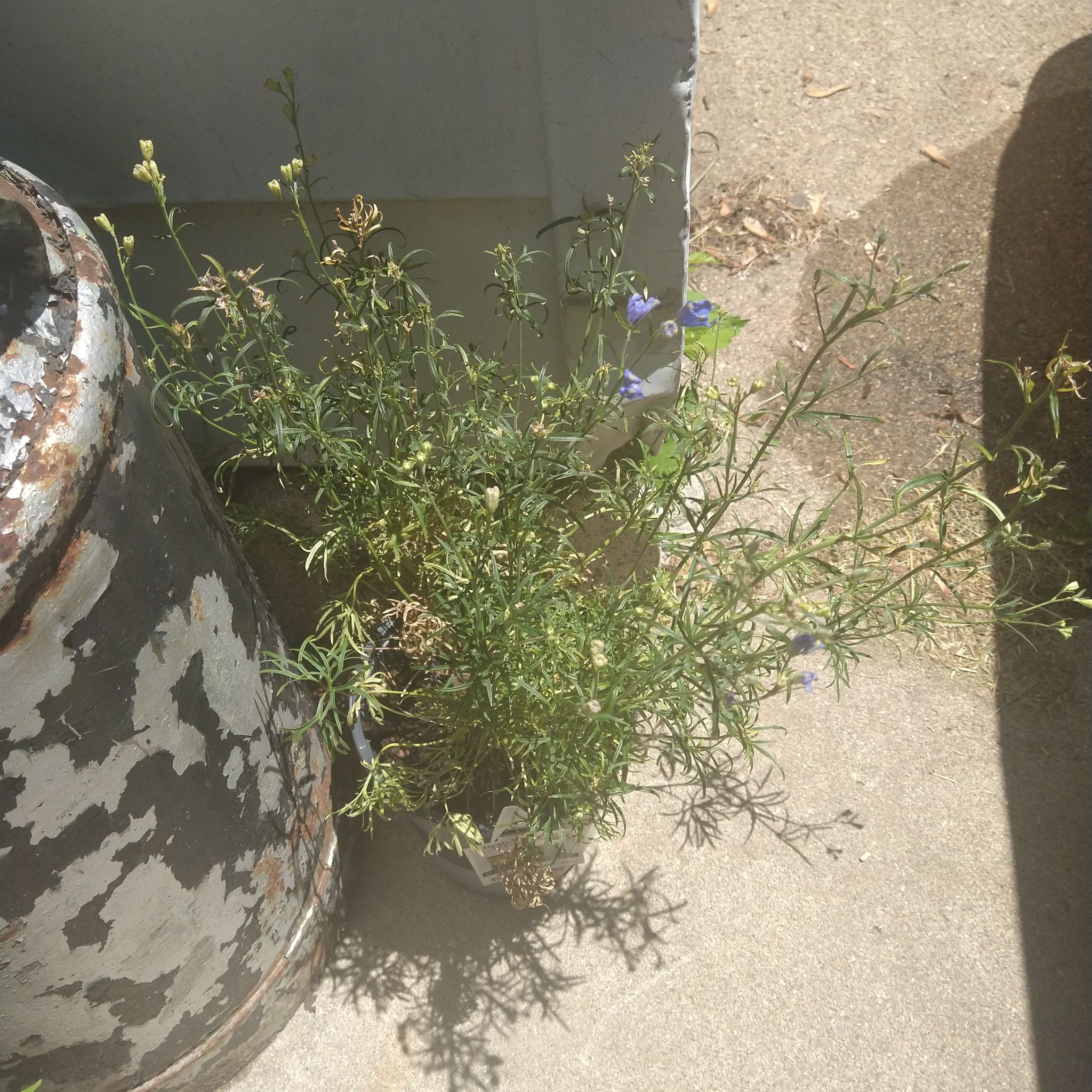 Photo of the plant species Flathead Larkspur by @SavvyMahoe named Gregarious on Greg, the plant care app