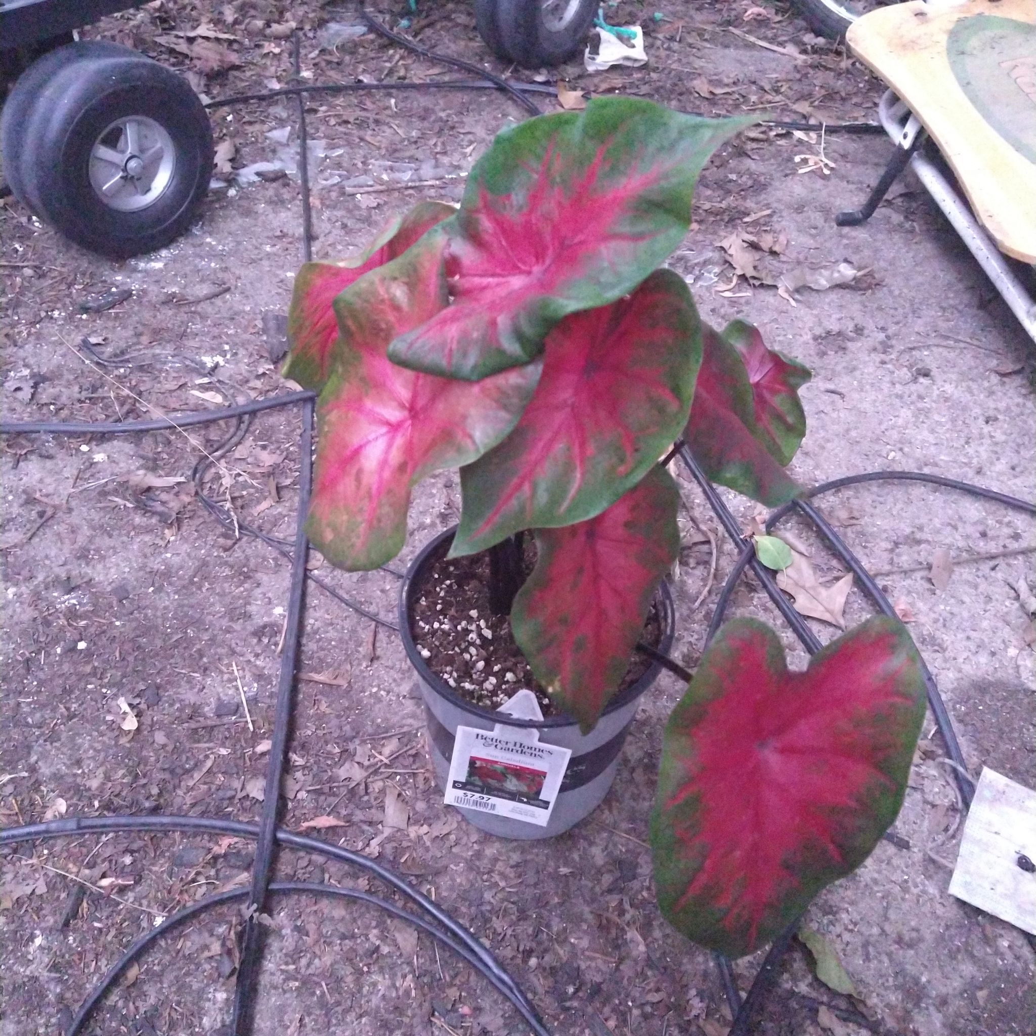 Photo of the plant species Cherry Tart Caladium by @SavvyMahoe named Isabella on Greg, the plant care app