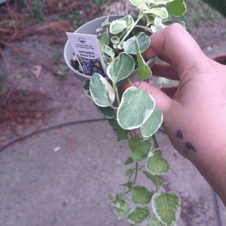 Greater Periwinkle plant in Taylor, Michigan