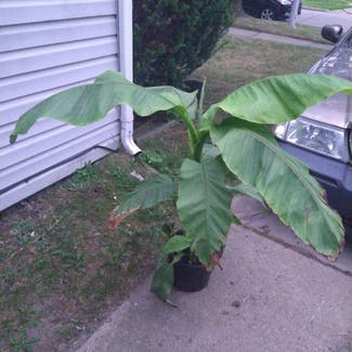 Banana plant in Taylor, Michigan