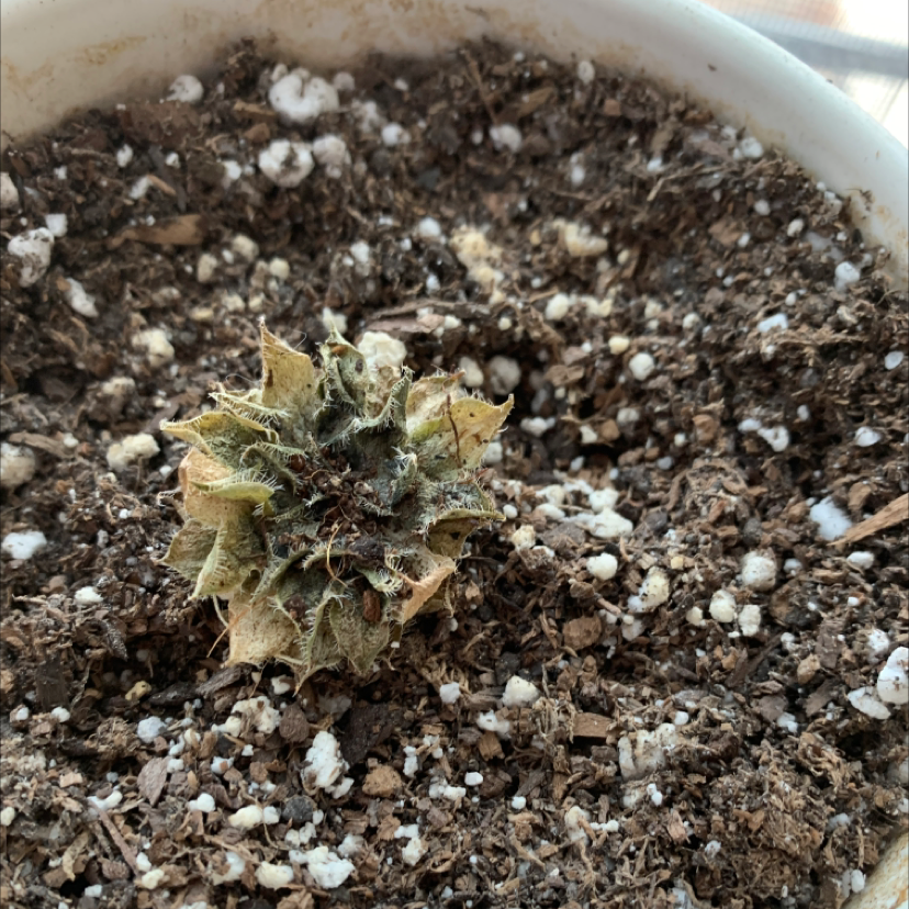 Cobweb Hens and Chicks plant in a pot with visible soil and some leaf discoloration.