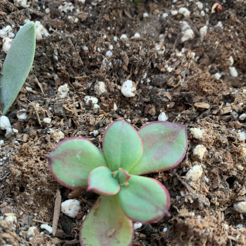 Small Painted Echeveria succulent with green leaves edged in red, planted in soil with visible perlite.