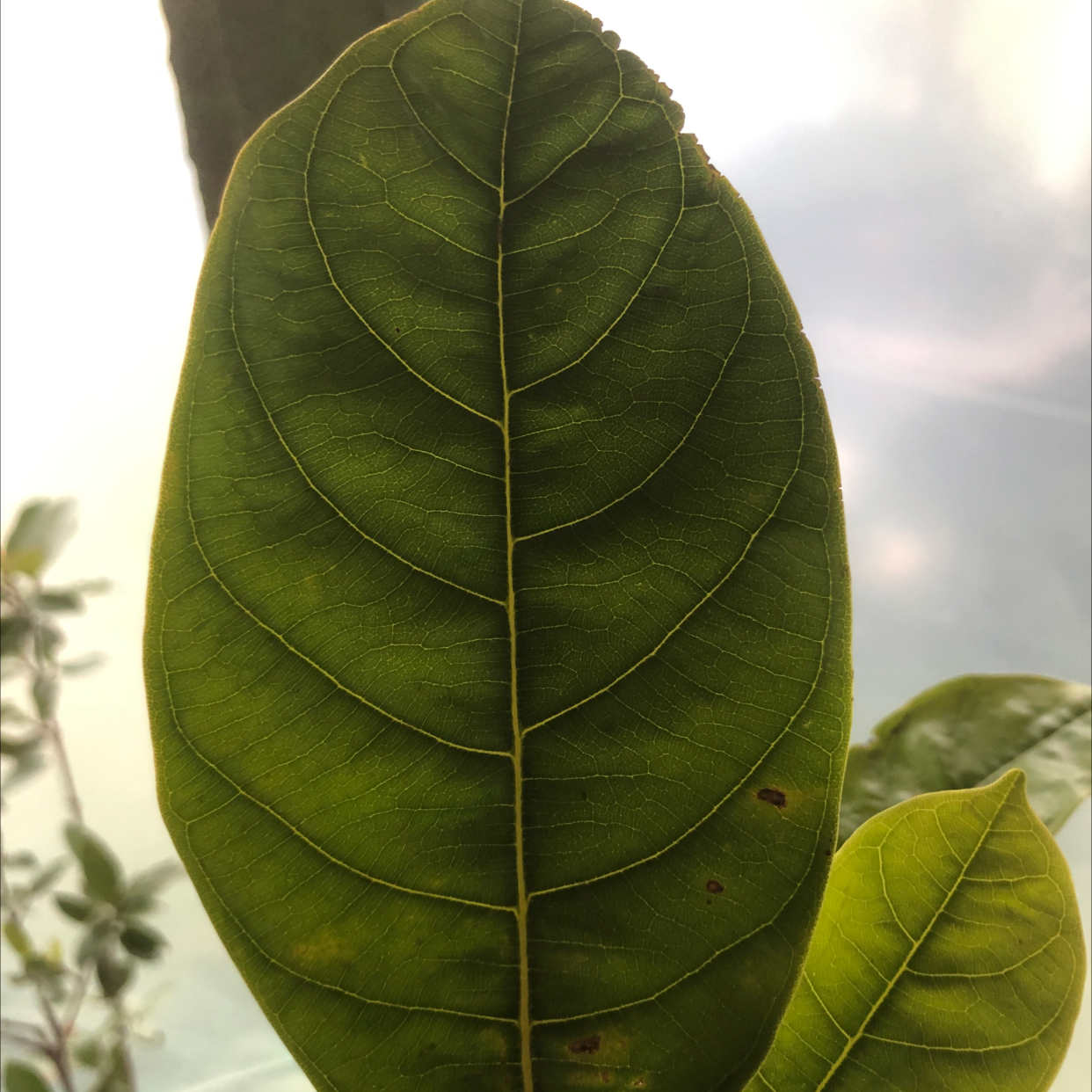 How to Prune Jackfruit