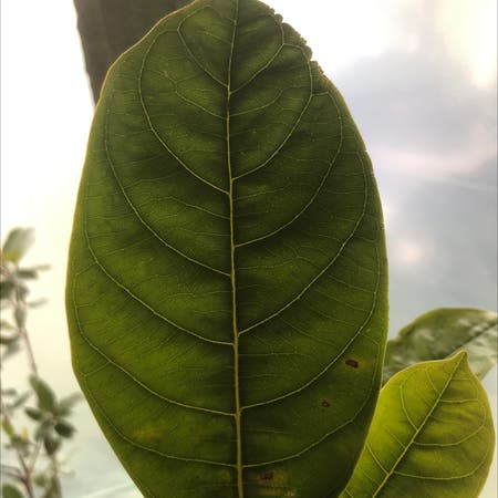 Photo of the plant species Jackfruit by Trustygoatweed named Your plant on Greg, the plant care app