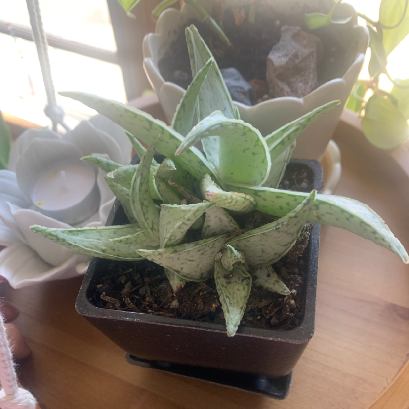 Photo of the plant species Aloe descoingsii by Jillian named Q on Greg, the plant care app
