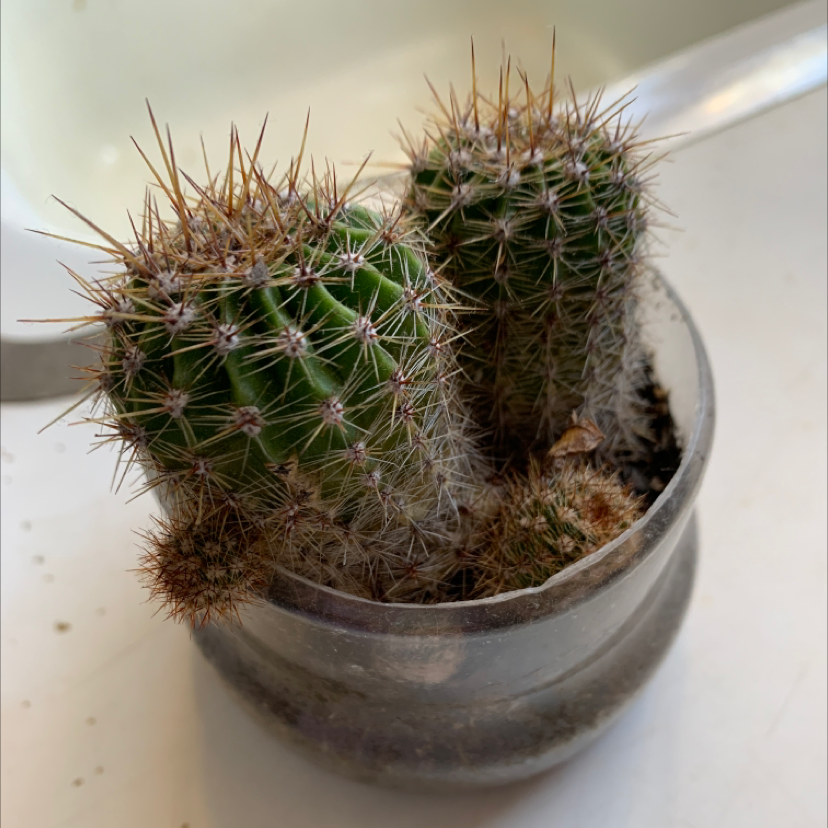 Small round cactus in pot covered in fine tan spines giving a fuzzy appearance. Cactus appears healthy in well-draining soil mix.