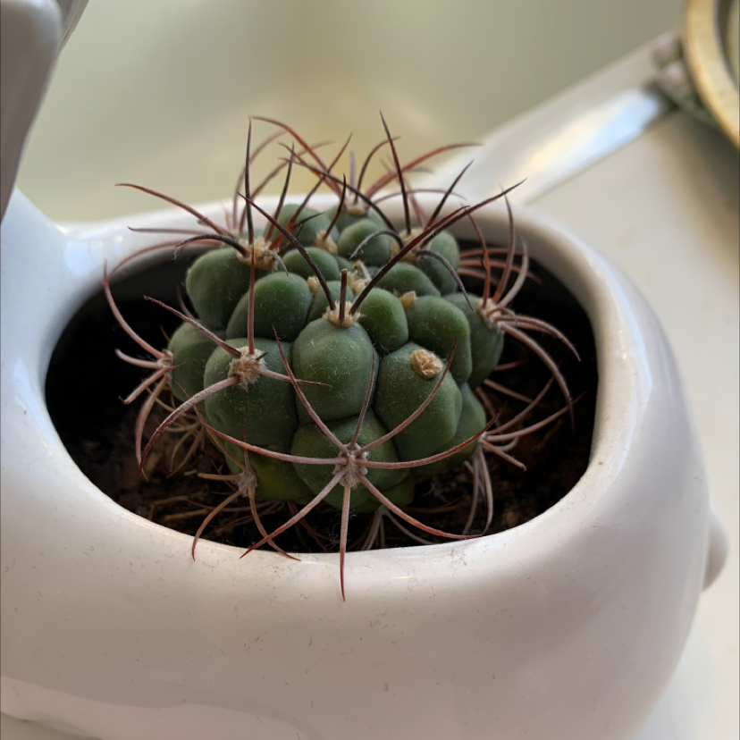 Mexican Pincushion cactus in a white ceramic pot, appears healthy.