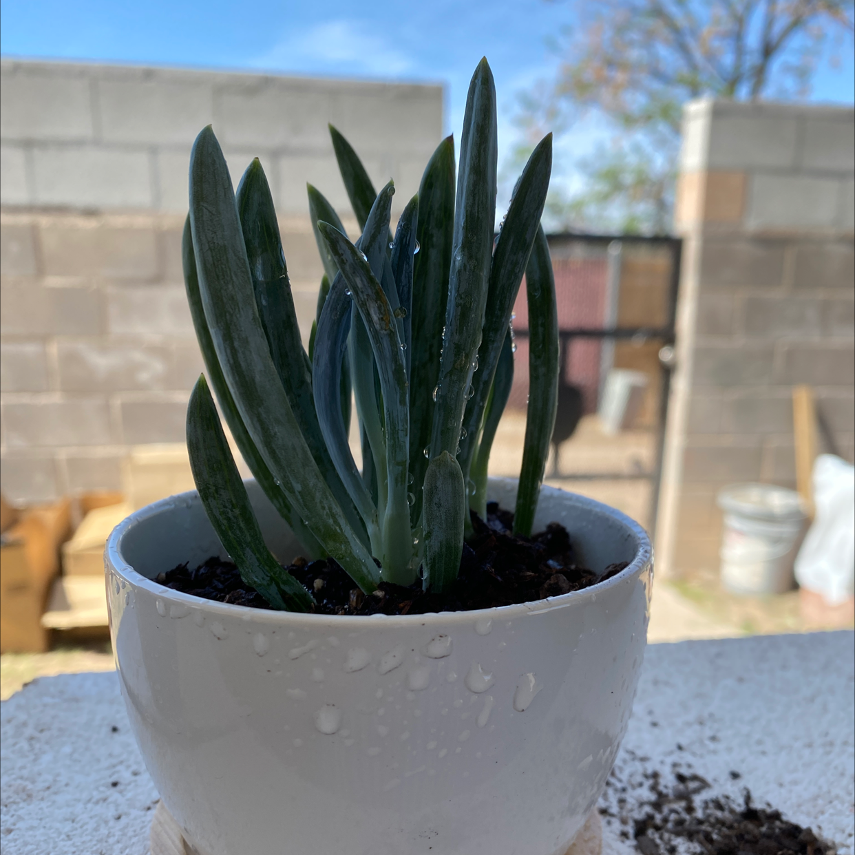 Potted Narrow-Leaf Chalk Sticks plant with healthy, upright leaves.
