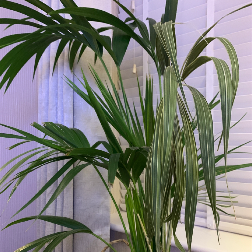 Canary Island Date Palm with healthy green leaves near a window with blinds.